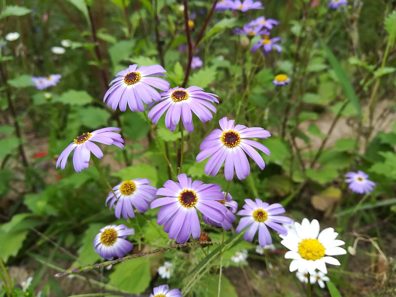 攀枝花市西区紫蕊花卉（攀枝花市西区紫蕊花卉店） 全国水族馆企业名录 第1张