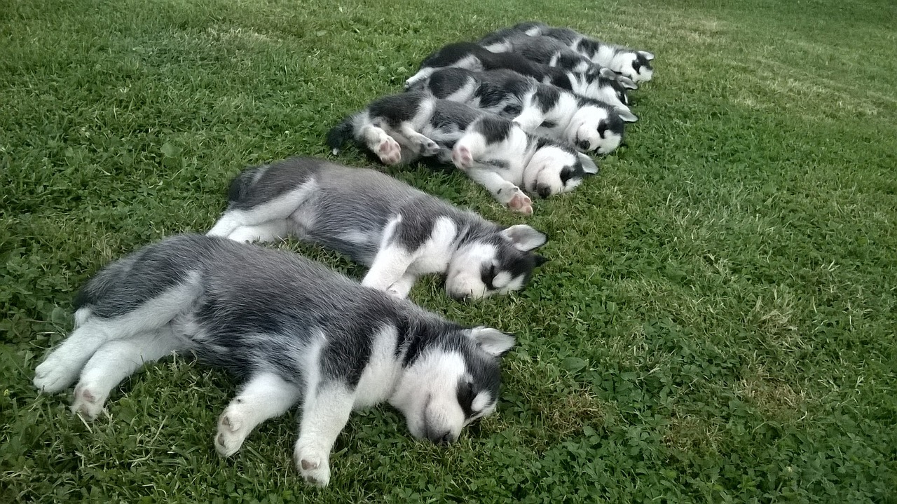 鼠鱼不喂食：鼠鱼可以不喂吗