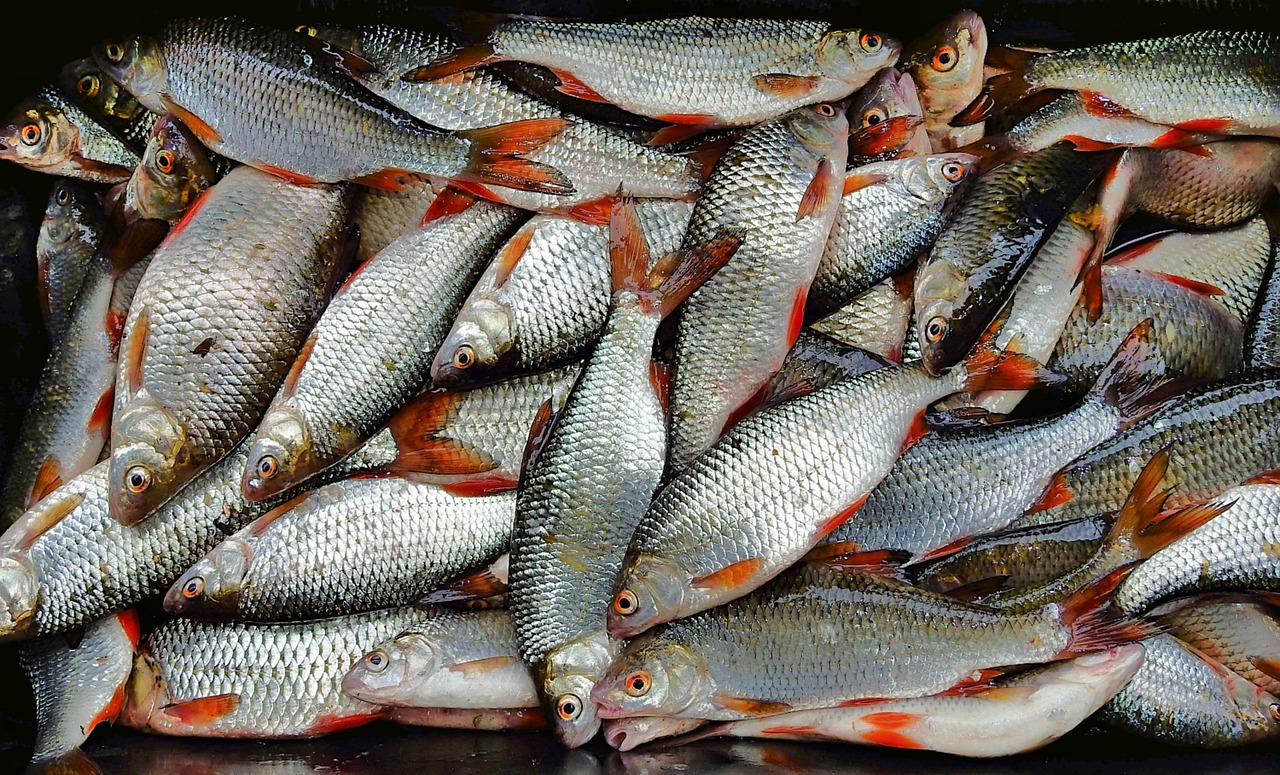 阜康市鱼丰观赏鱼生物科技有限公司（阜康市鱼丰观赏鱼生物科技有限公司招聘） 全国水族馆企业名录 第2张