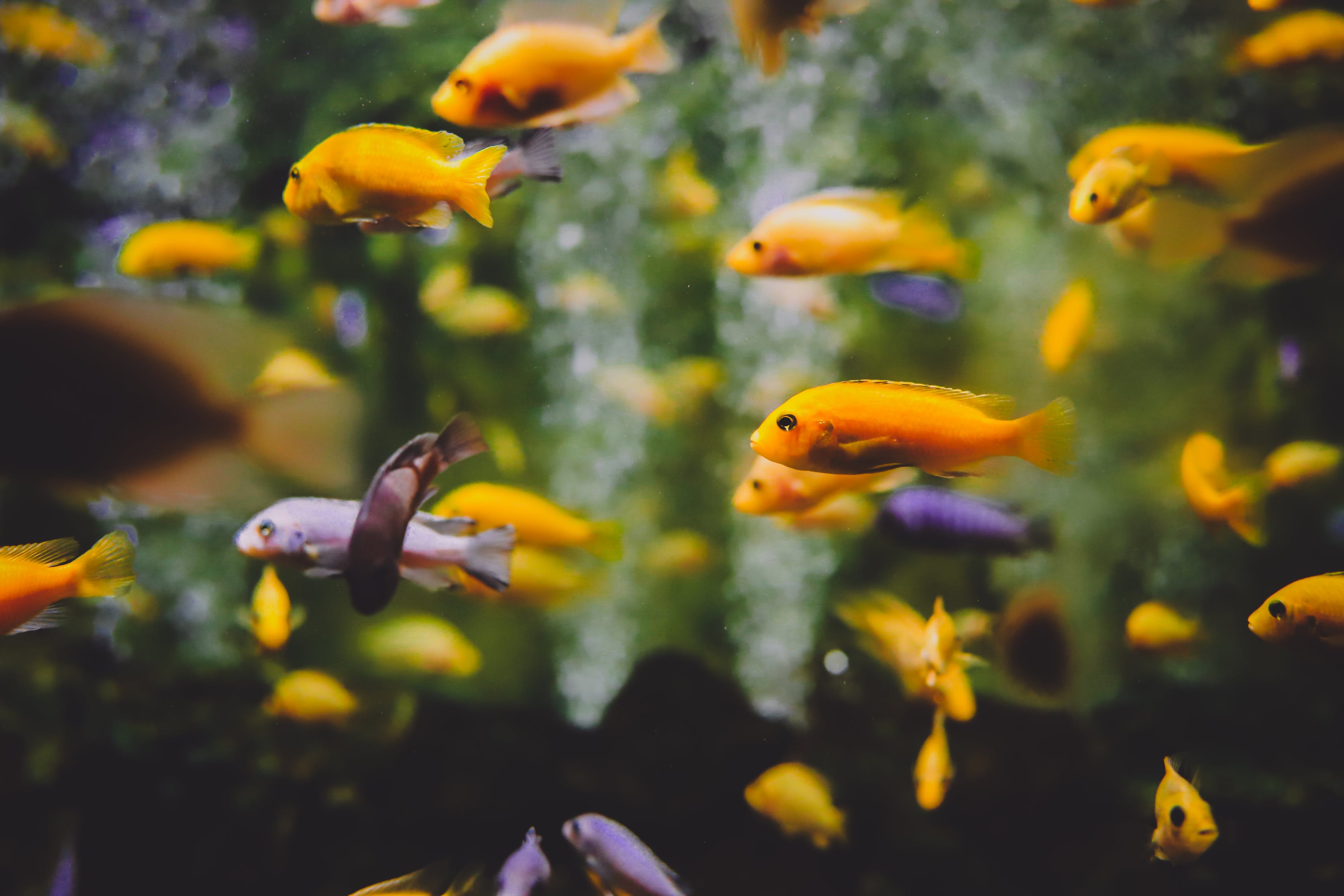 重庆水族批发市场有哪些鱼类呢图片（重庆水族批发市场有哪些鱼类呢图片大全）