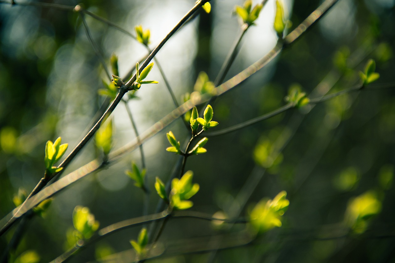 逊克县花香鸟语生态植物园（逊克县花香鸟语生态植物园在哪里） 全国水族馆企业名录 第3张