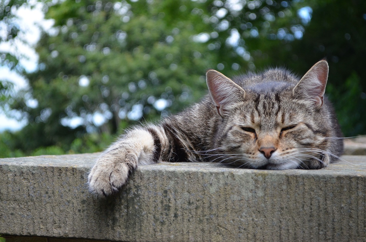 招财猫鱼把龙鱼吃了会怎么样（招财猫鱼吃了小龙虾会死吗） 巴卡雷龙鱼 第2张