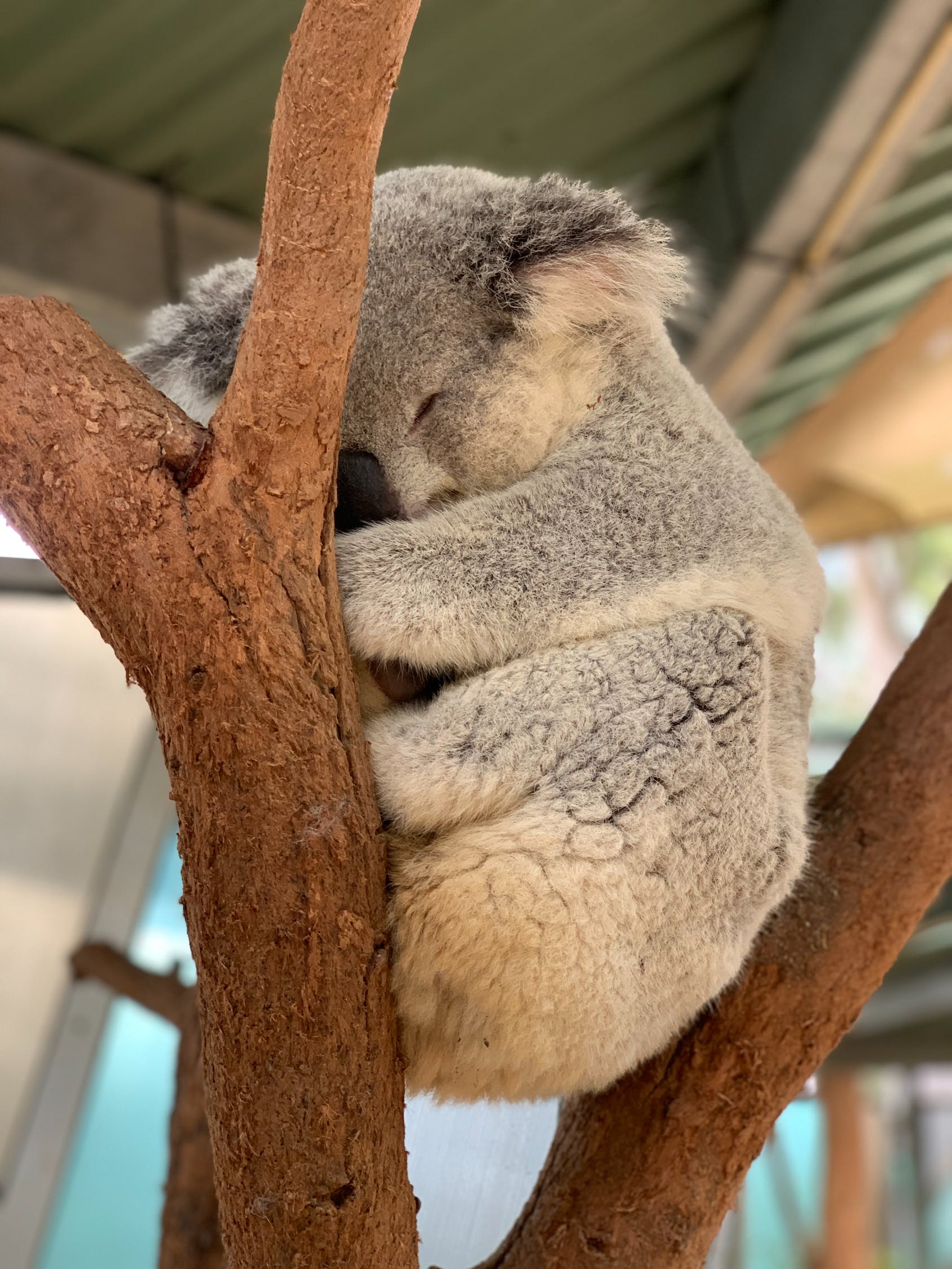 攀枝花水族批发市场：虎鱼下面的鳍没一个了能长出来吗 虎鱼百科 第3张