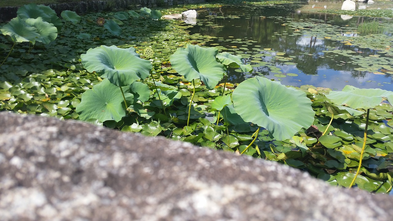 鱼缸水绿怎么变清：鱼缸水绿杀菌灯能清吗 观赏鱼 第4张