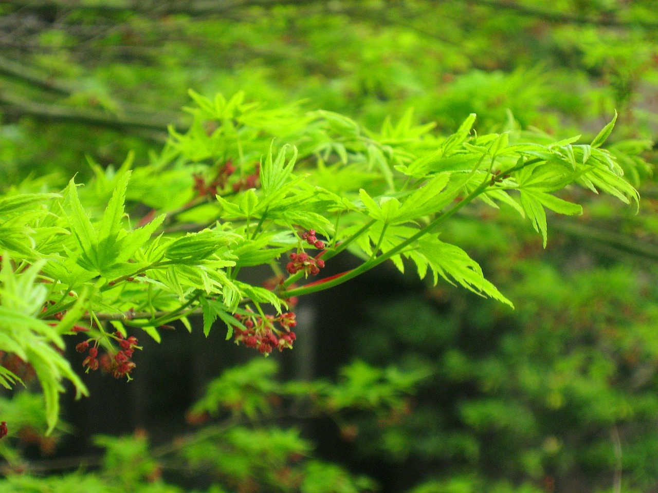 植物墙设计方案PPT（植物墙设计方案PPT） 广州景观设计 第1张