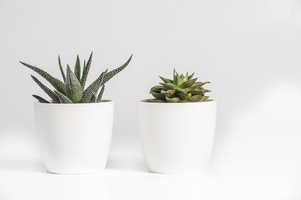 植物墙设计图及设计说明图片高清（植物墙设计图及设计说明图片高清版）