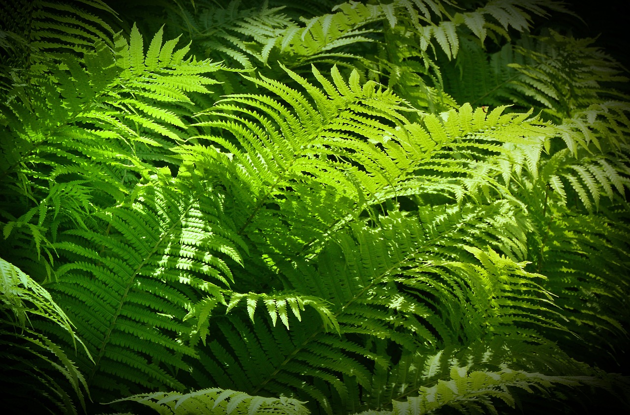 植物墙设计效果图大全集（植物墙设计效果图大全集图片） 广州景观设计 第4张