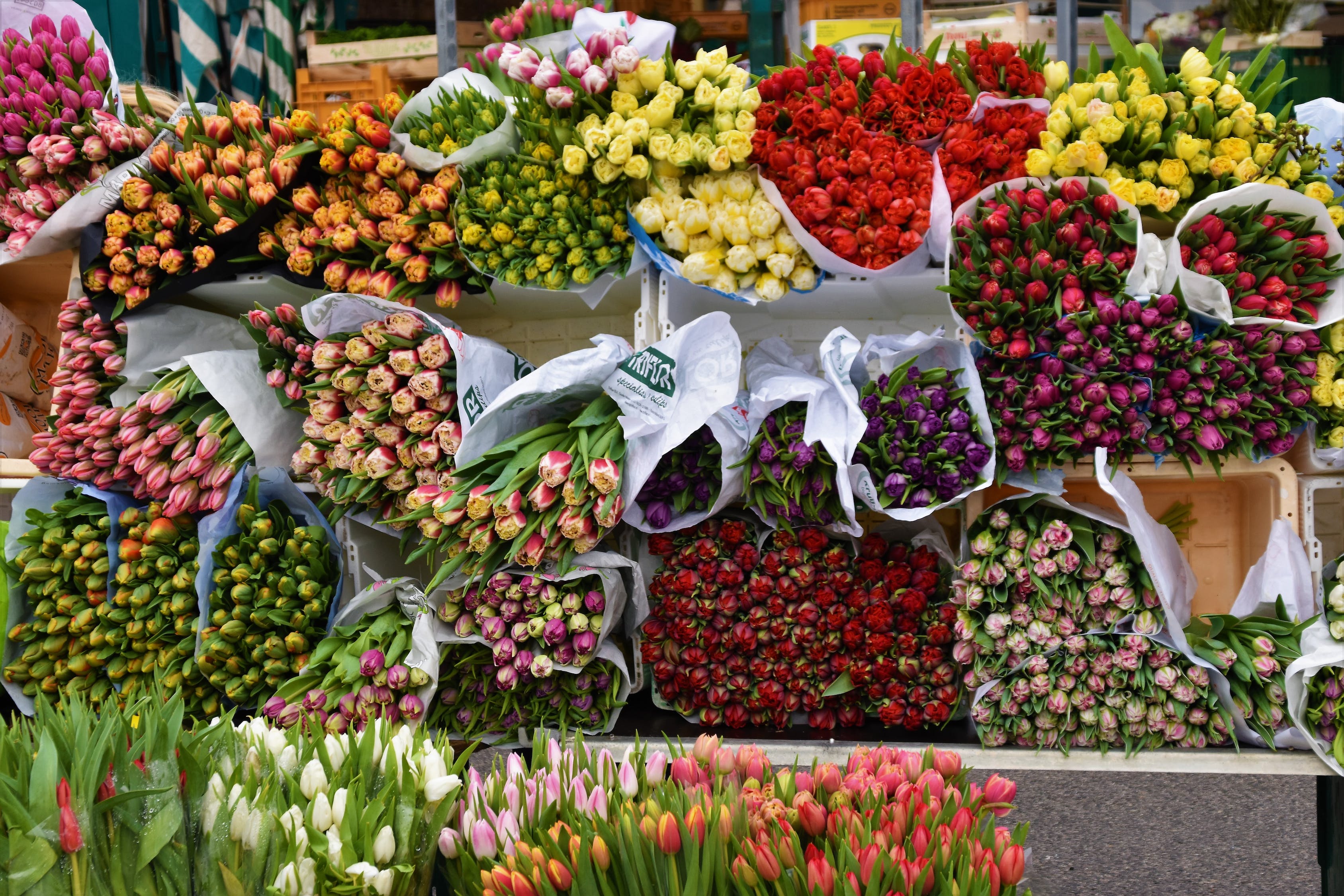 安阳花卉市场卖观赏鱼的地方有哪些店，安阳市观赏鱼市场