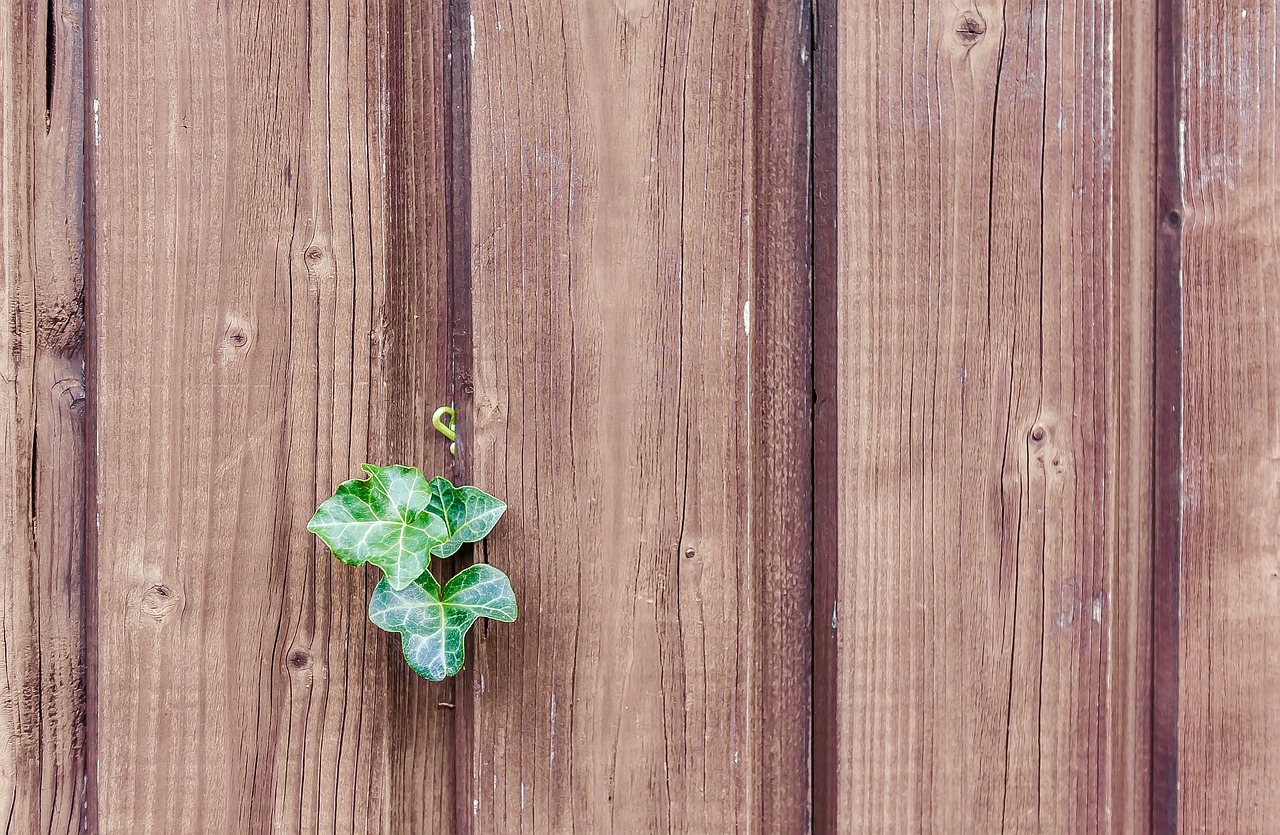 植物墙手绘效果图大全（植物墙手绘效果图大全图片） 广州景观设计 第2张