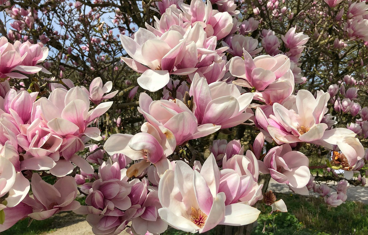 库车县新苑花卉市场