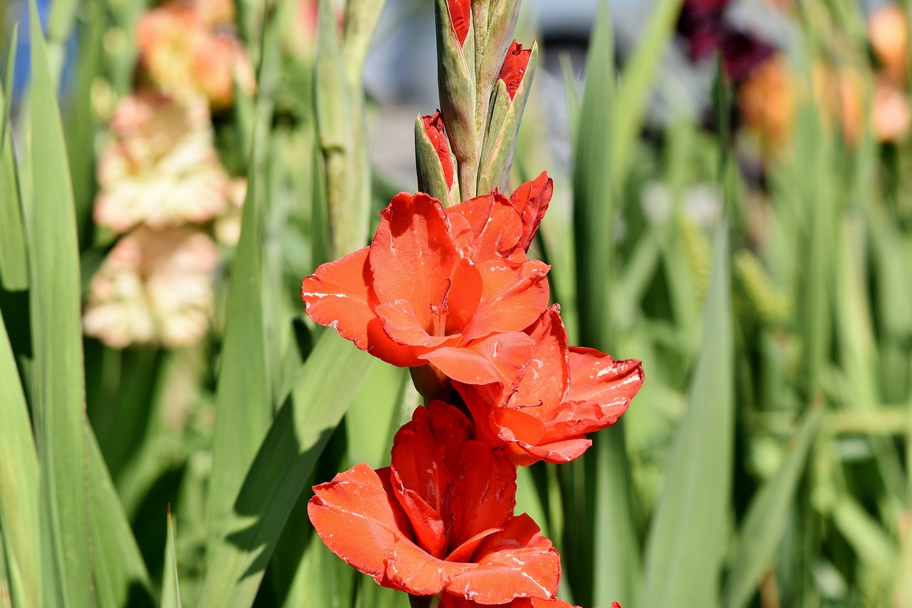 广州芳村花卉市场营业时间，芳村花卉市场开放时间 观赏鱼 第1张