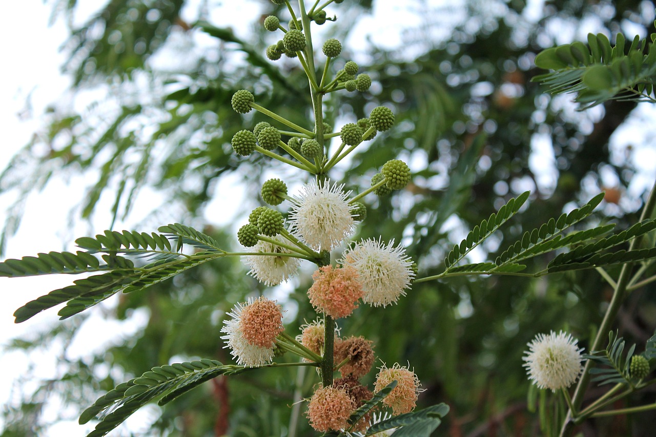 蓝面虎皮天堂鸟（天空蓝虎皮）