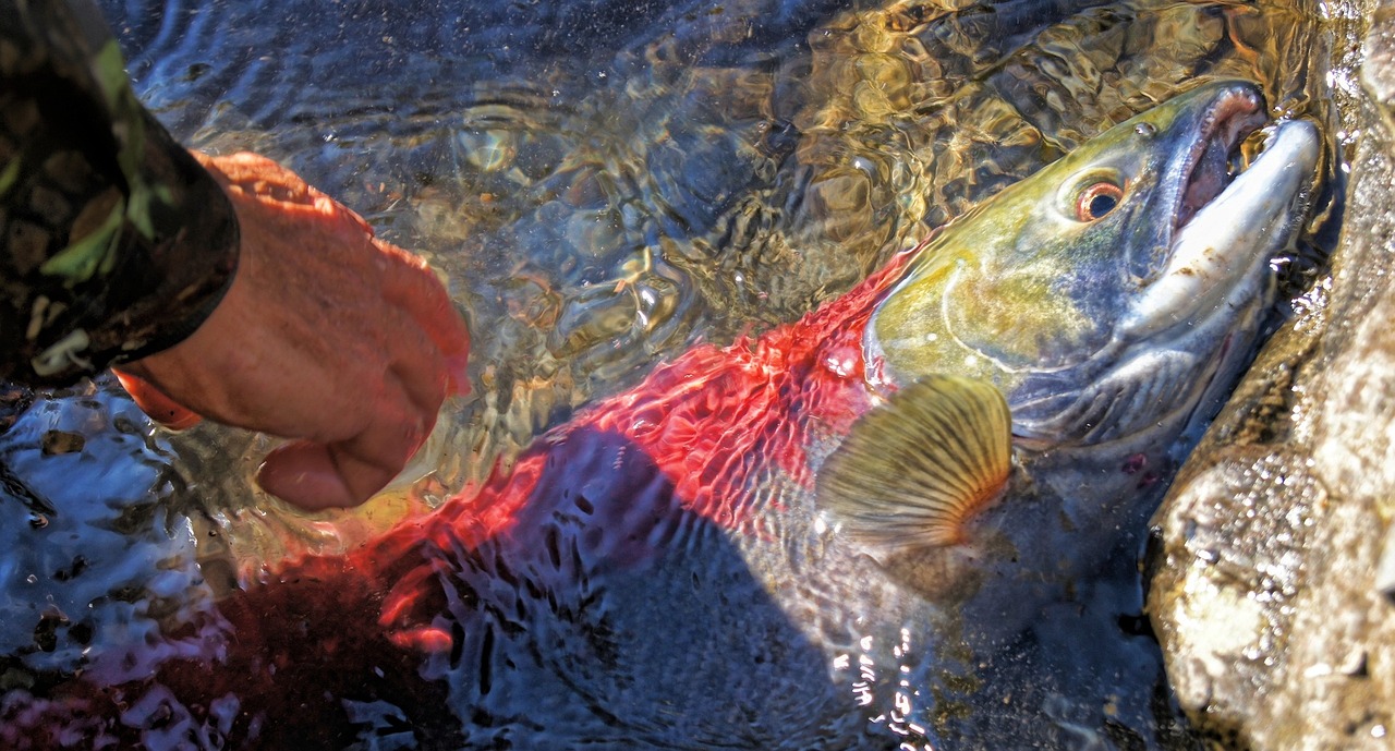 青岛买鱼缸最大的市场是哪里（青岛水缸哪里买） 祥龙水族医院 第2张