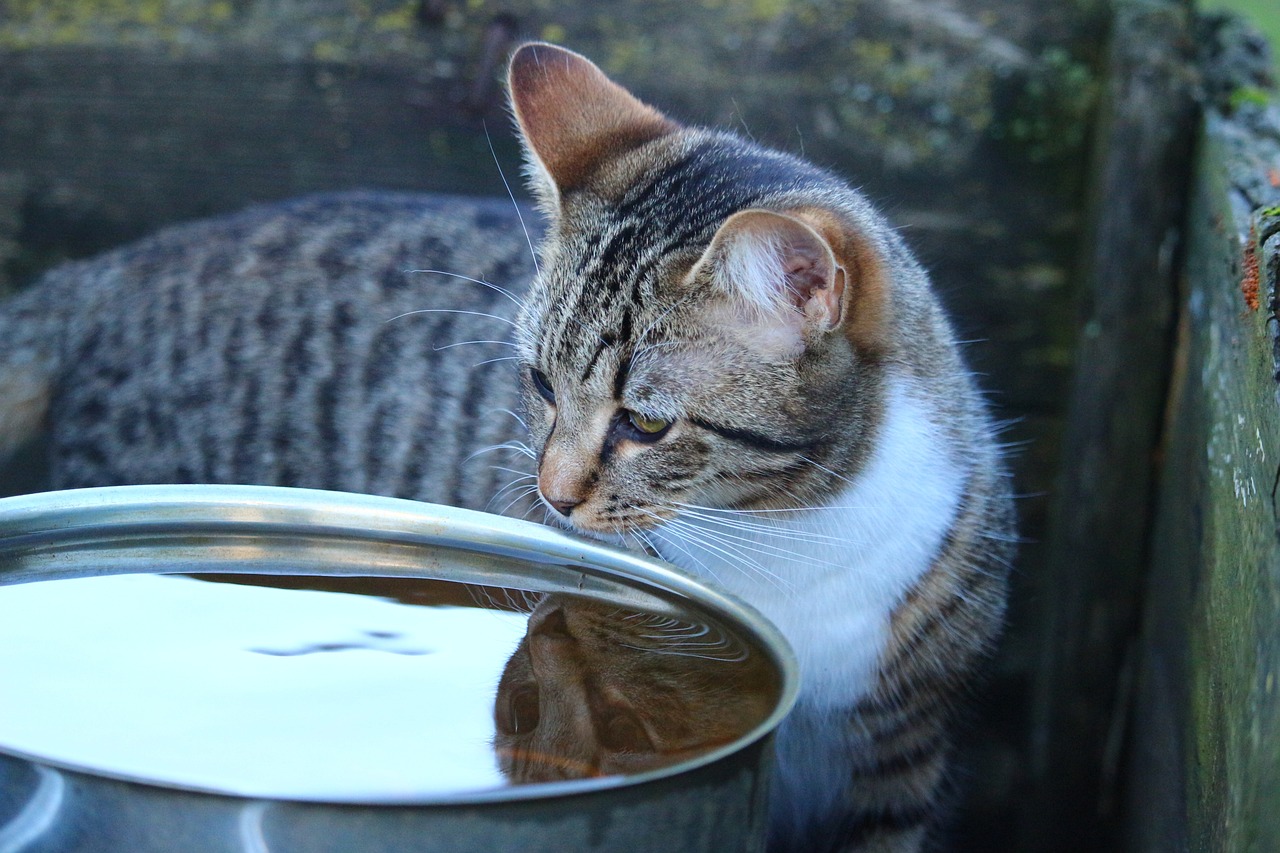 黄金猫图片大全大图可爱头像（黄金猫图片大全大图可爱头像卡通）