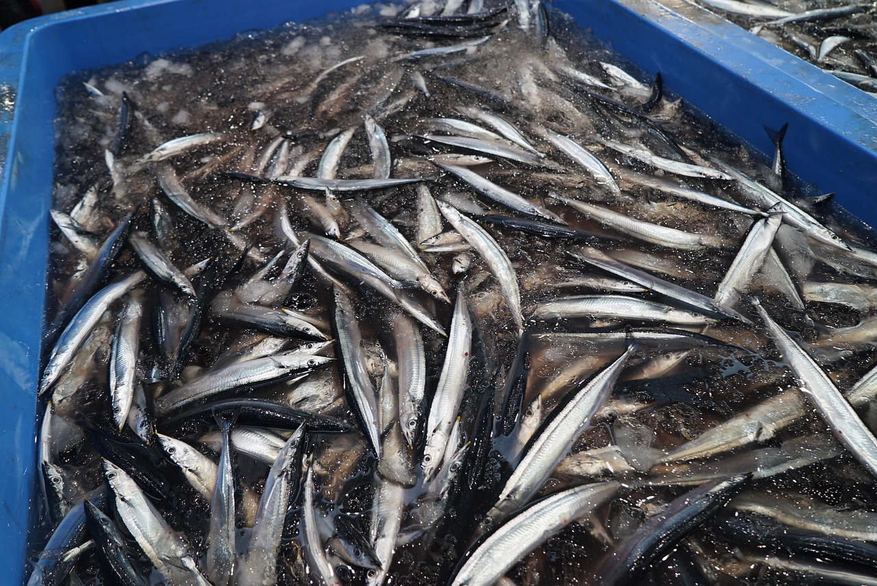 海南海水观赏鱼品种有哪些（海南海水观赏鱼品种有哪些种类） 观赏鱼 第4张