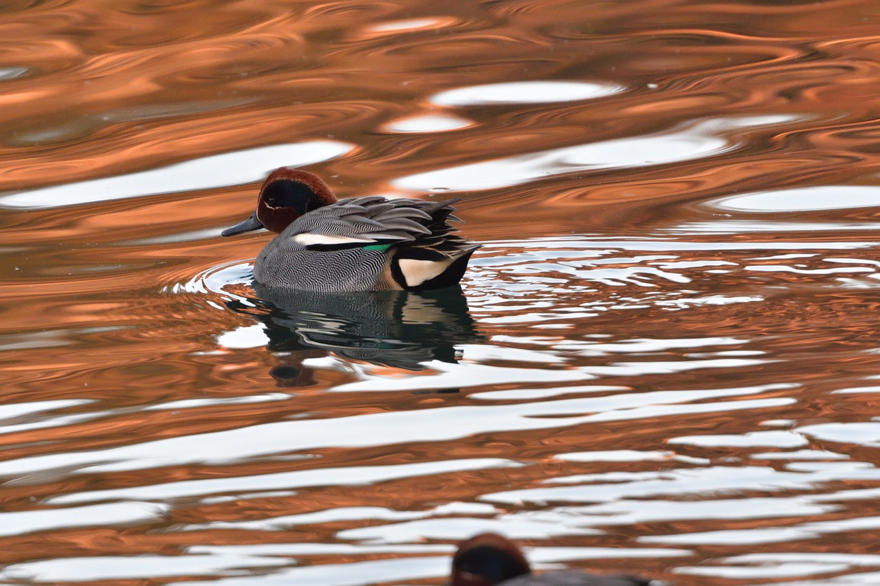 鳄雀鳝是什么鱼类？，鳄雀鳝与鳄雀鳝的区别 养鱼知识 第1张