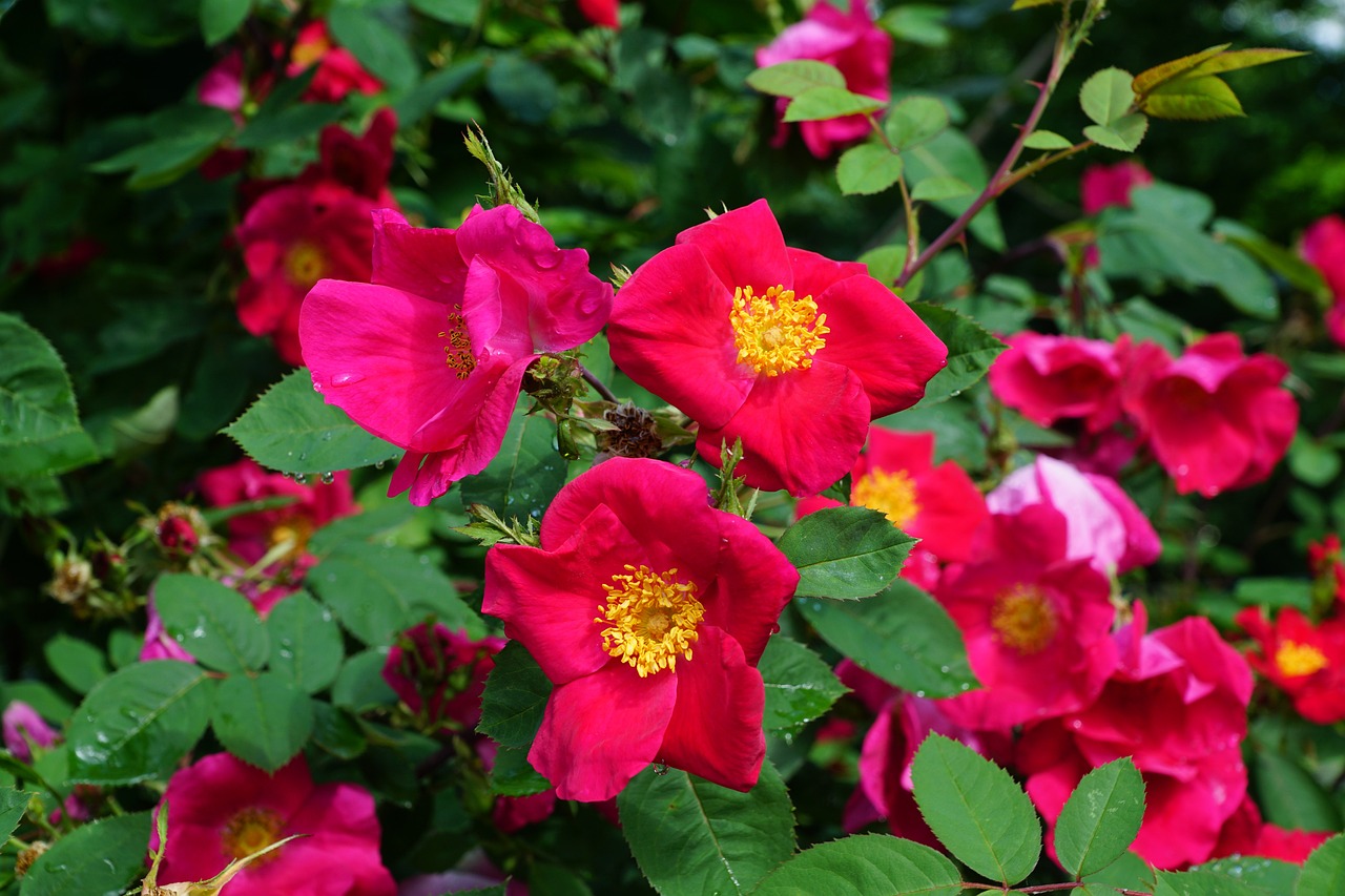 芳村花卉世界营业时间，芳村花卉市场开放时间