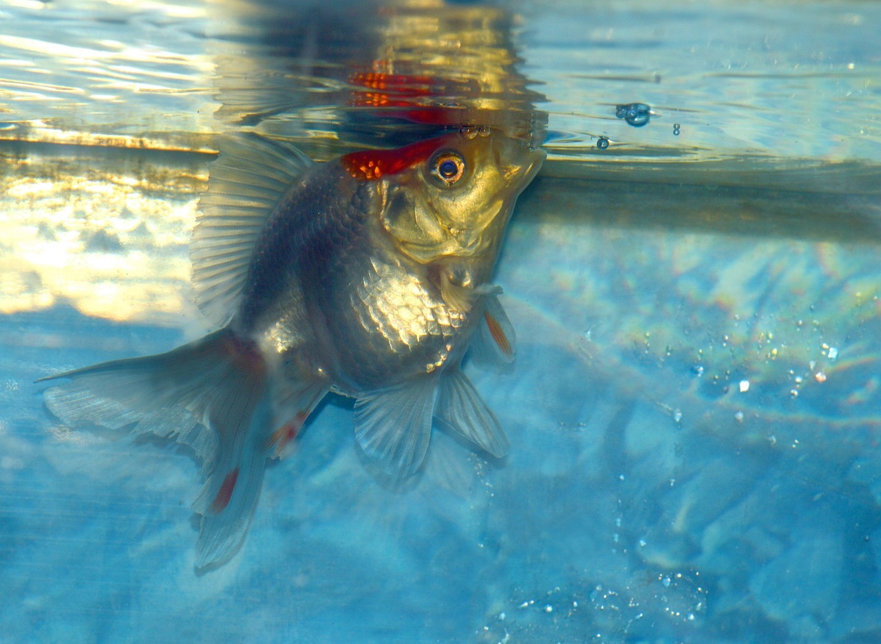 蓝色金龙鱼一条多少钱一斤图片  B级过背金龙鱼 第3张