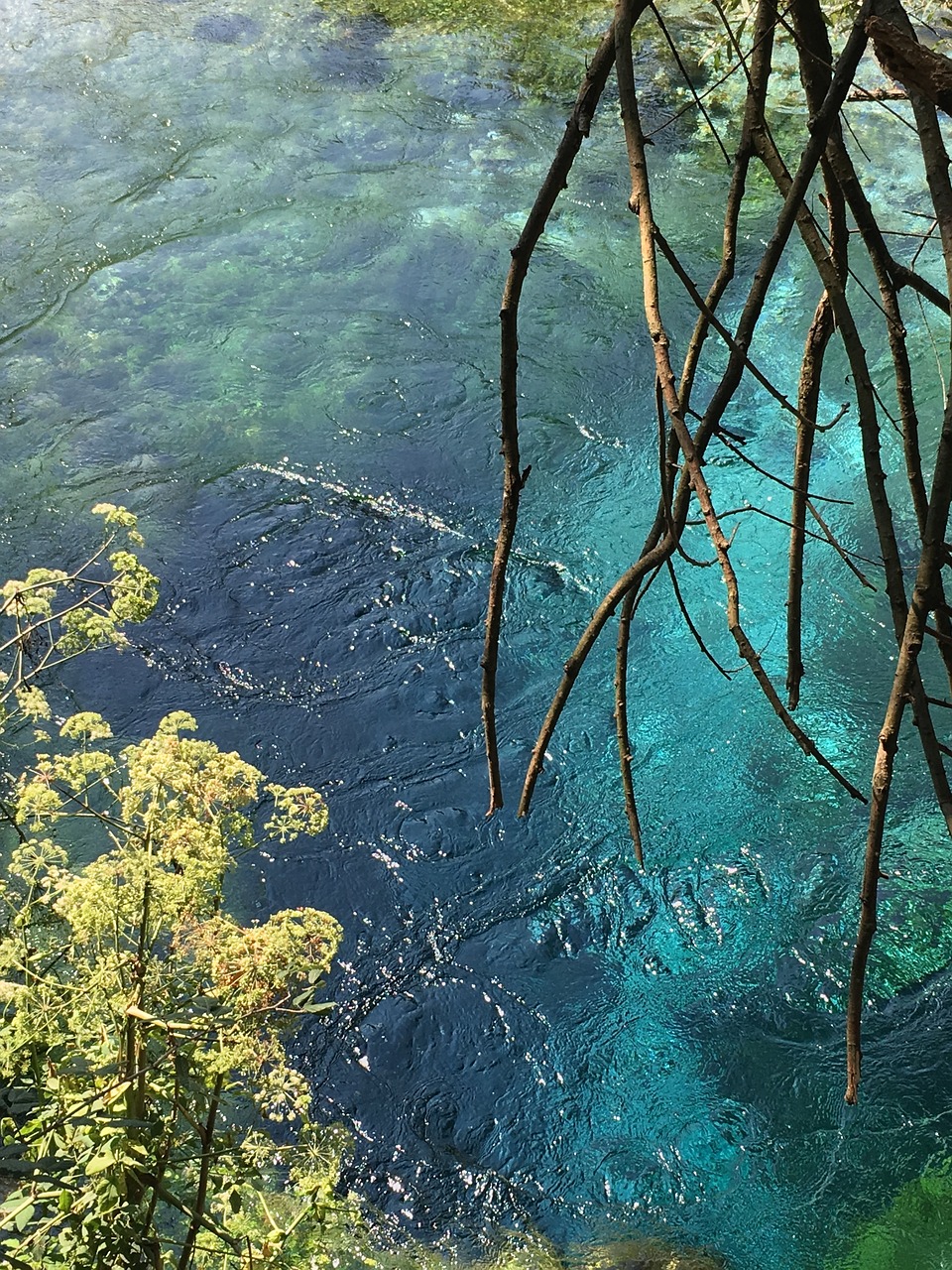 鱼缸青苔太多对鱼有影响吗的简单介绍