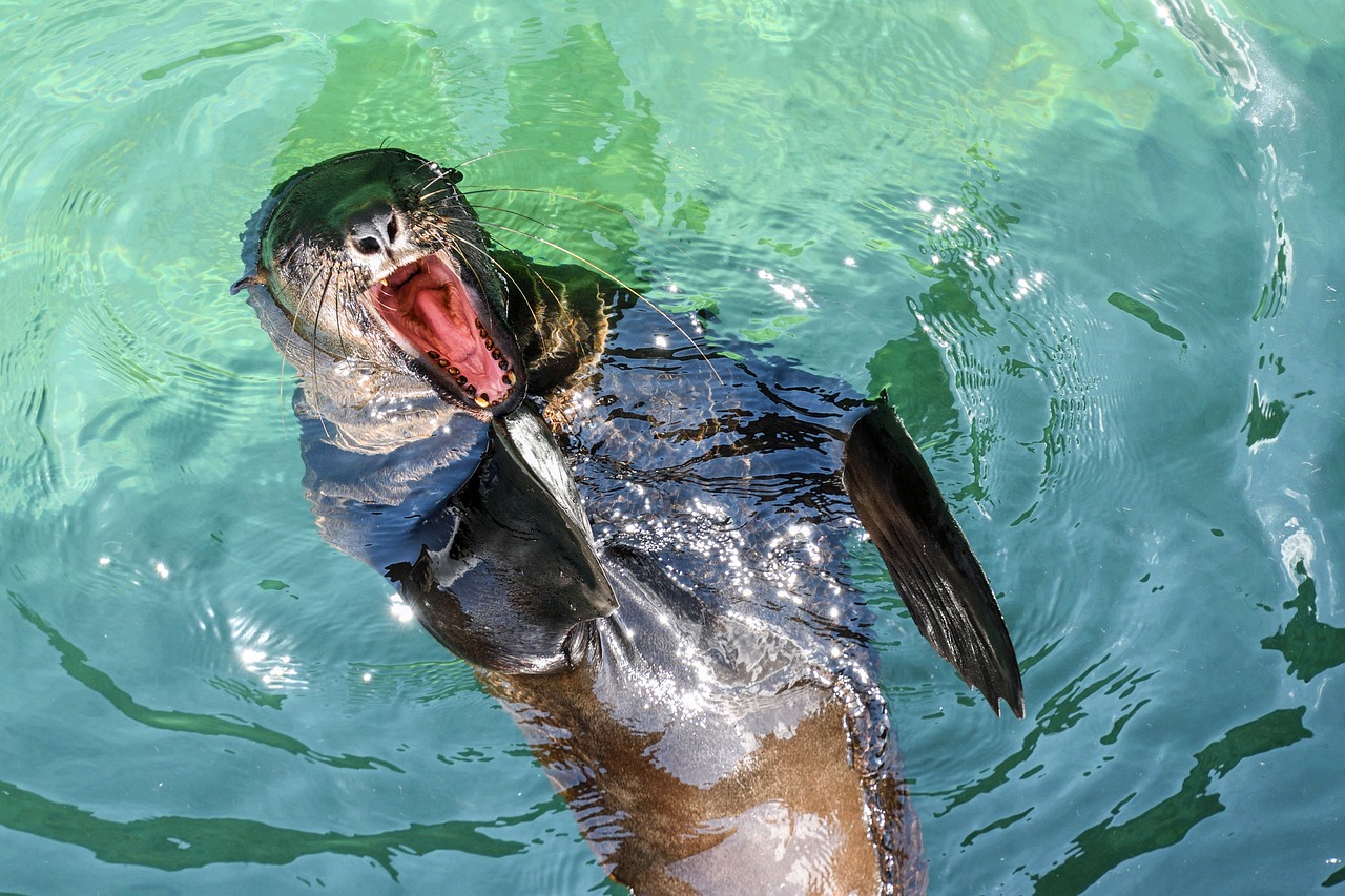 保山水族批发市场在哪里呀多少钱一个（保山鱼苗批发市场地址） 养鱼知识 第3张