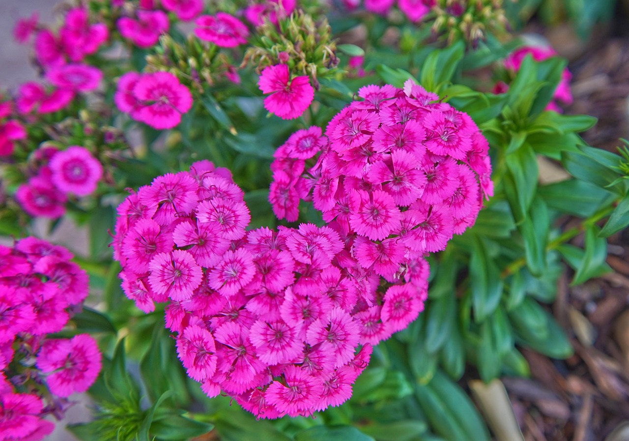 送的花束怎么保存时间长（送的玫瑰花束怎么保存时间长） 观赏鱼鱼苗 第5张