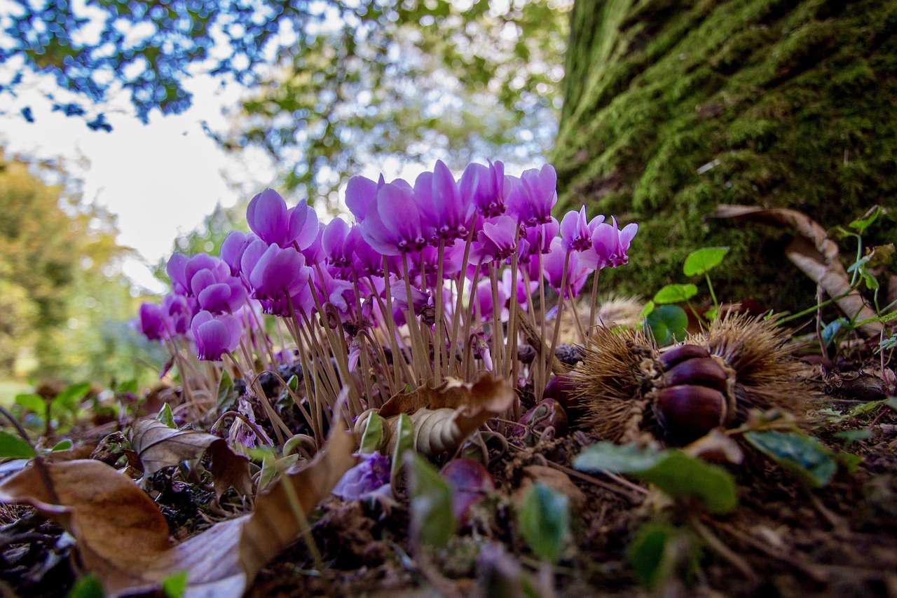 集贤县鑫鑫百花居鲜花盆景店