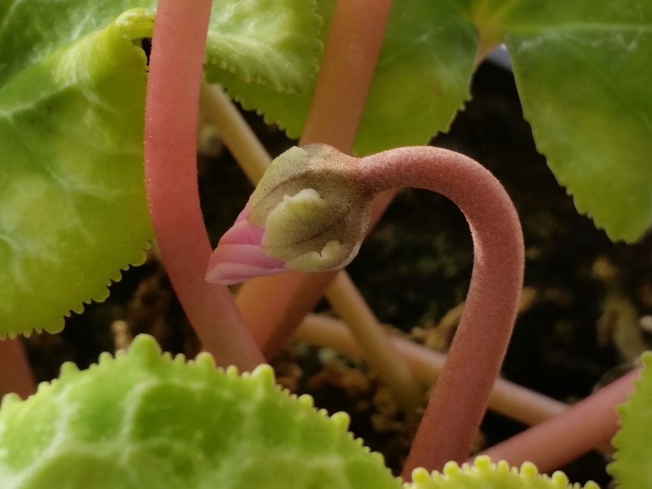 咸阳芳缘花卉有限公司（咸阳芳缘花卉有限公司电话） 全国水族馆企业名录 第4张