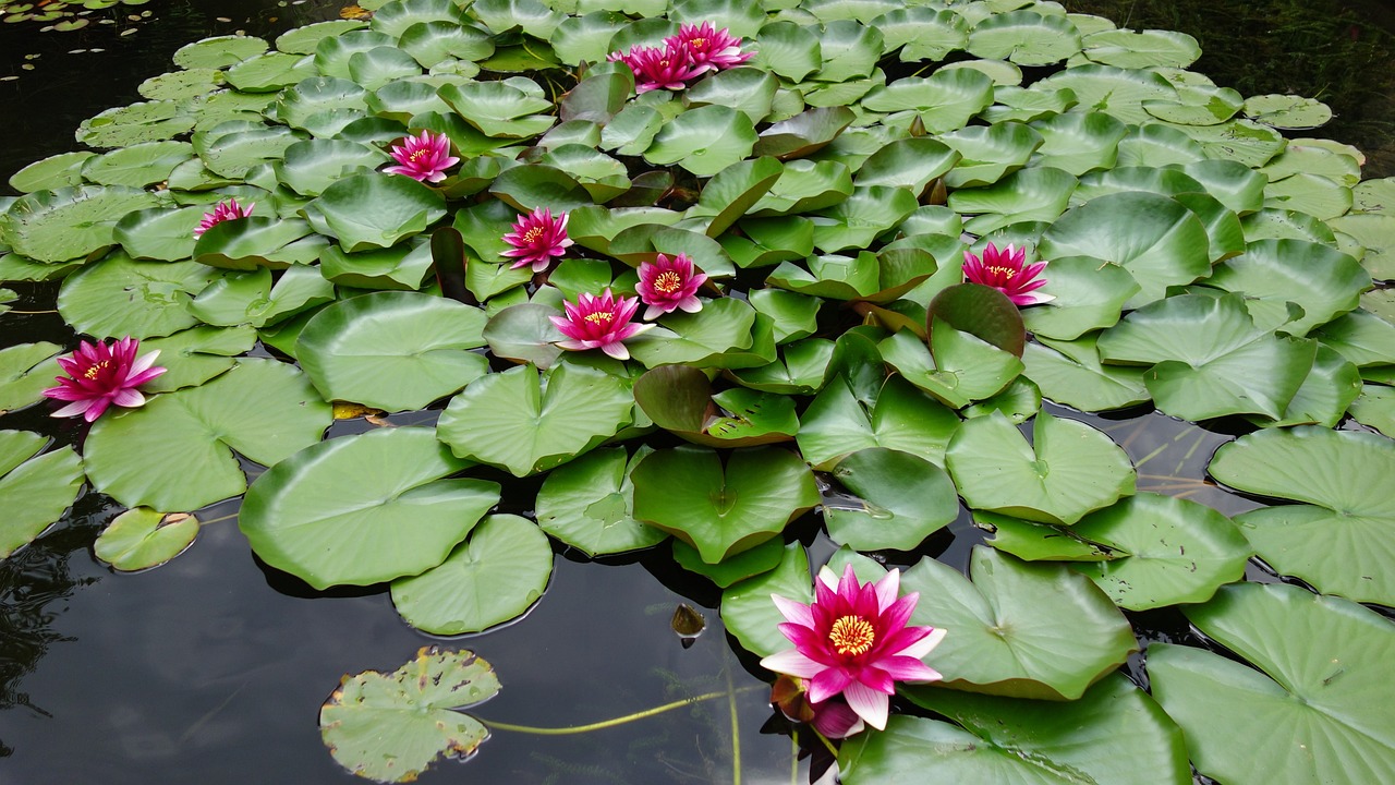 惠农区阳光花卉经销部（惠农区阳光花卉经销部地址）