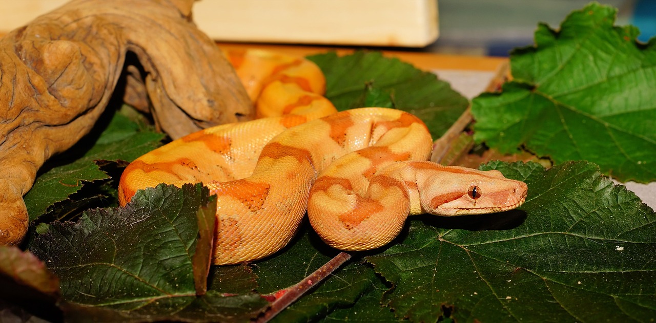 龙鱼鱼鳞上有白色斑点怎么回事（龙鱼鳞片上长出白色絮状物） 喂食器 第4张