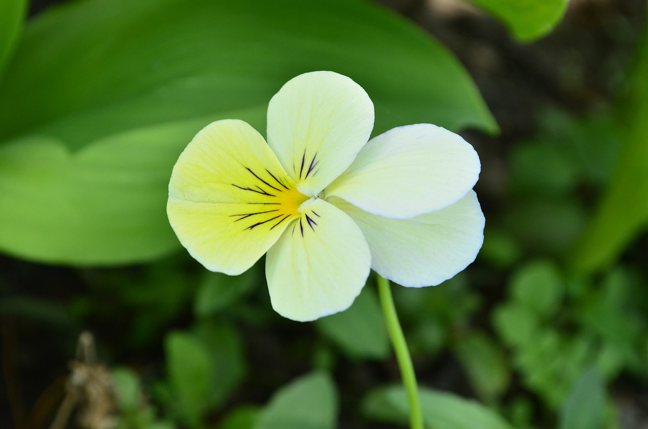 西安市碑林区清风花卉经销部