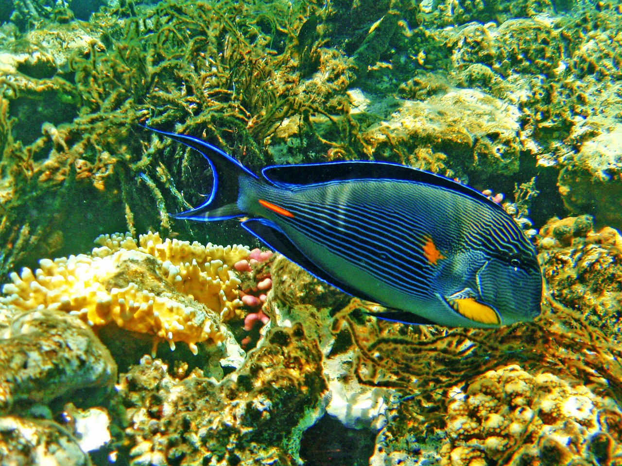 蓝天水族批发市场营业时间是几点钟开始（蓝天批发市场几点上班_） 养鱼知识 第2张