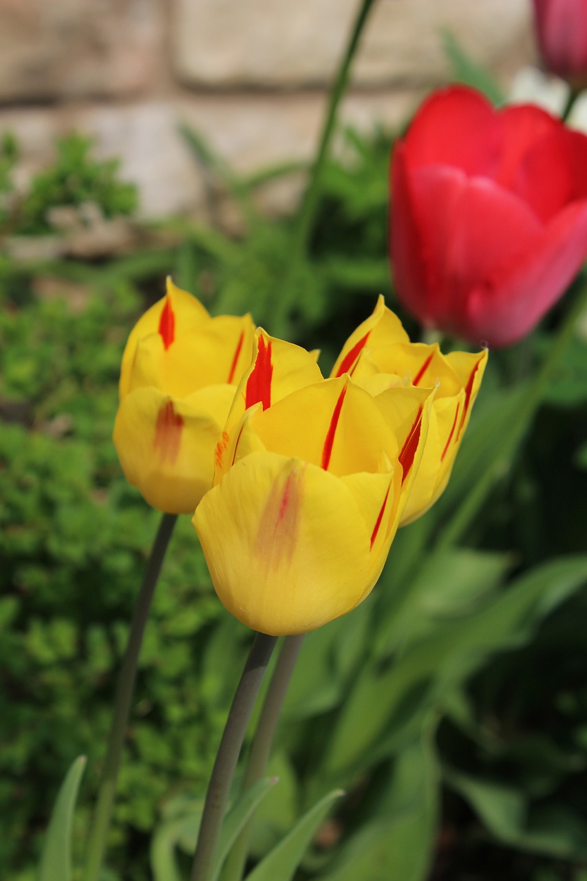 贺兰县新贸市场西路鸟鱼花香花卉店（贺兰花鸟鱼虫市场）