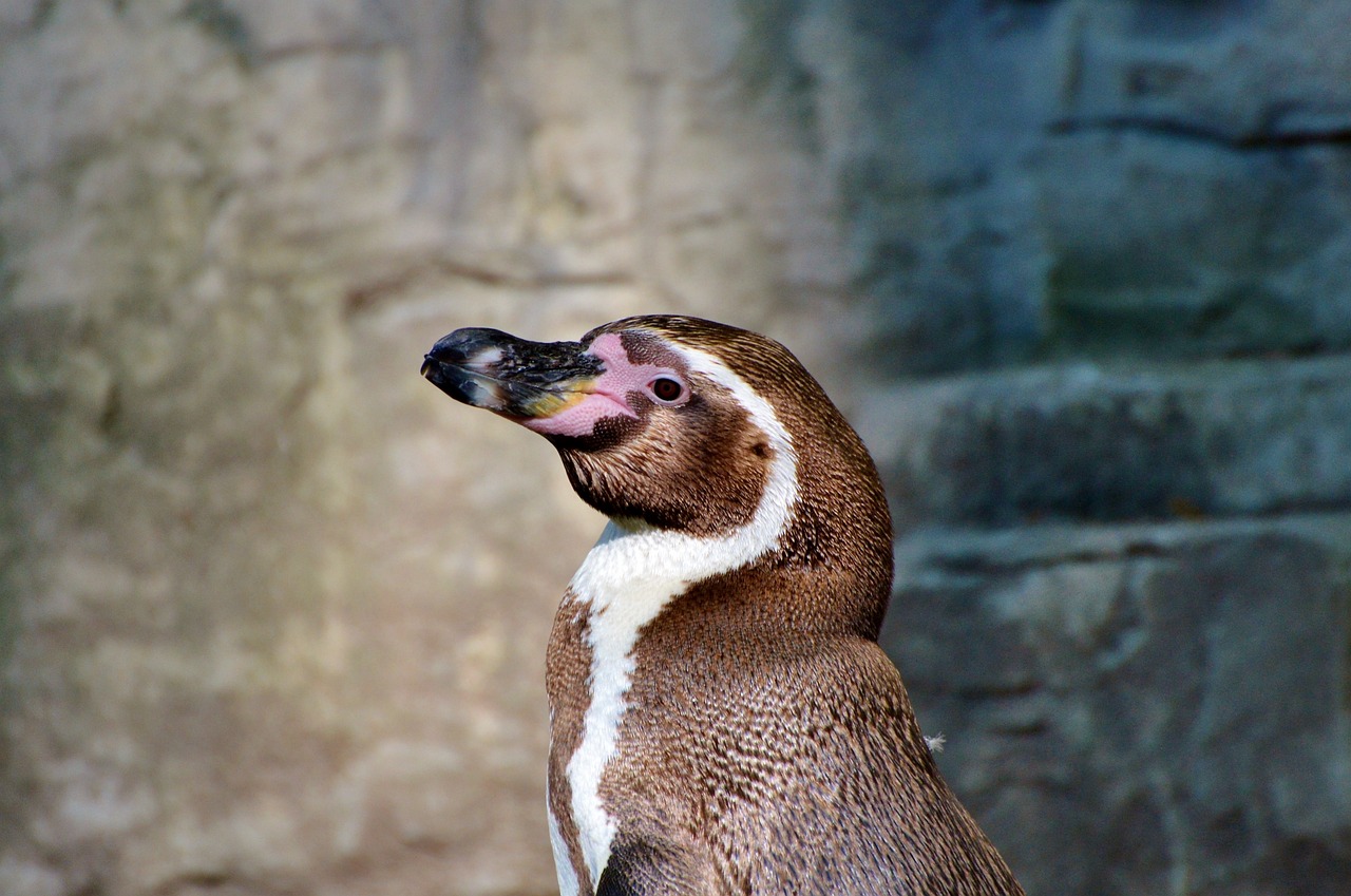 伊川县鸟鱼大世界（鱼鸟河游乐园电话） 全国水族馆企业名录 第4张