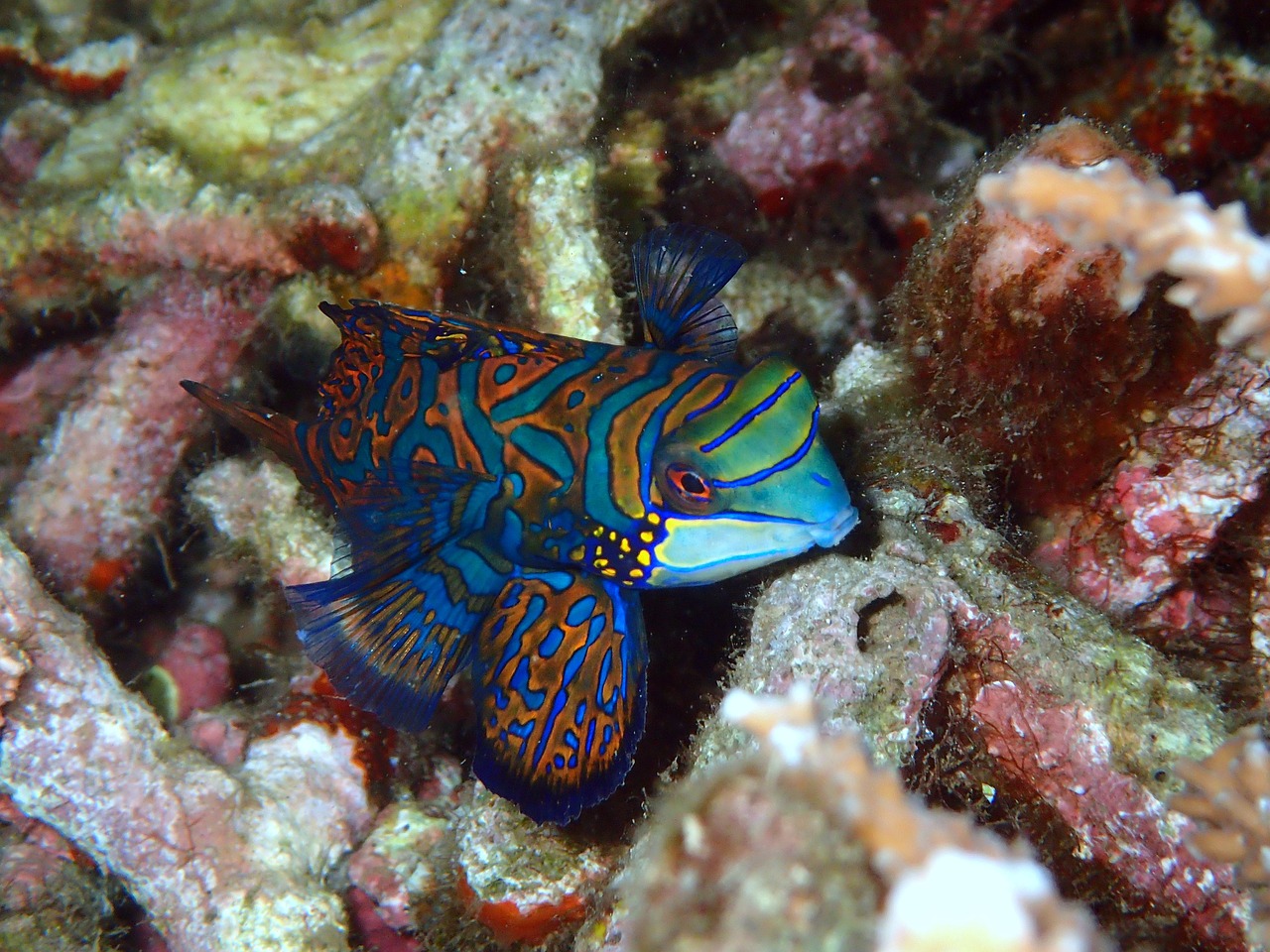 马来西亚的原生鱼和栖息地：马来西亚市场常见鱼类 祥龙水族医院 第2张