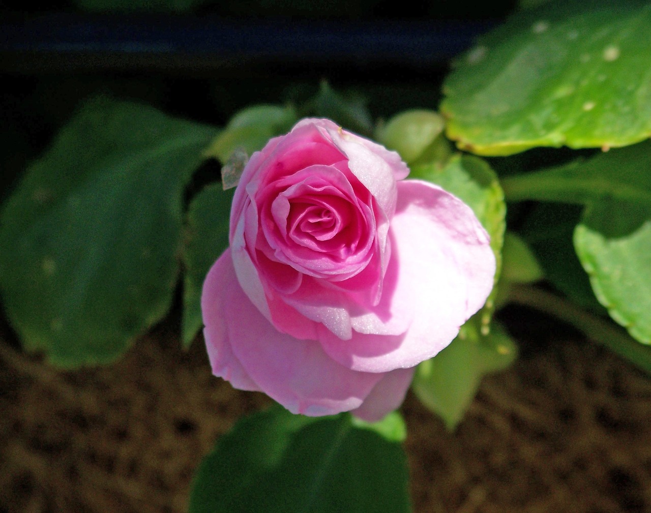 白河县如意花坊（白河县如意花坊电话） 全国水族馆企业名录 第1张