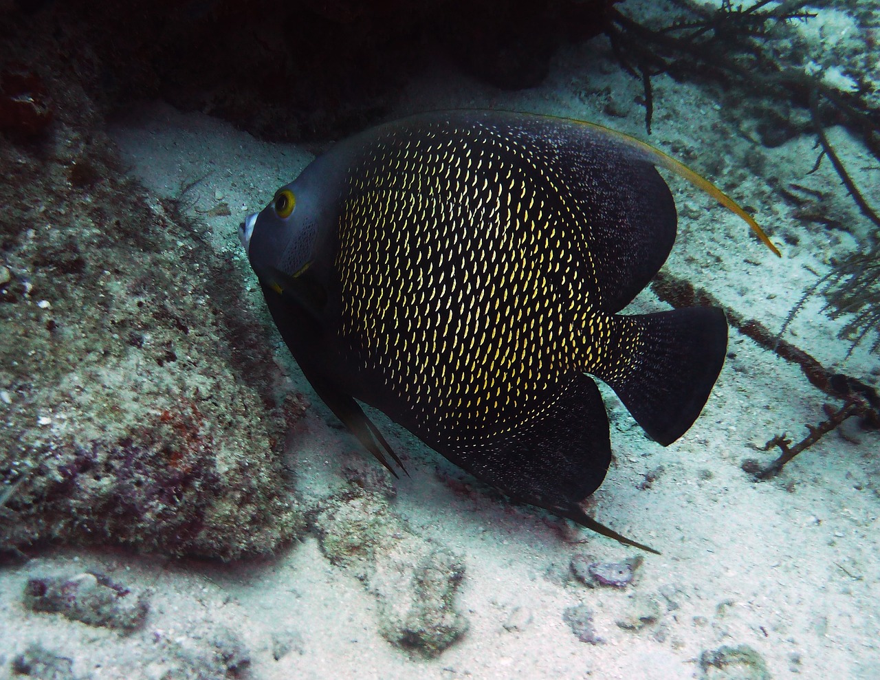 南平水族批发市场在哪里有卖的 南平水族批发市场在哪里有卖的啊 奈及利亚红圆点狗头 第2张