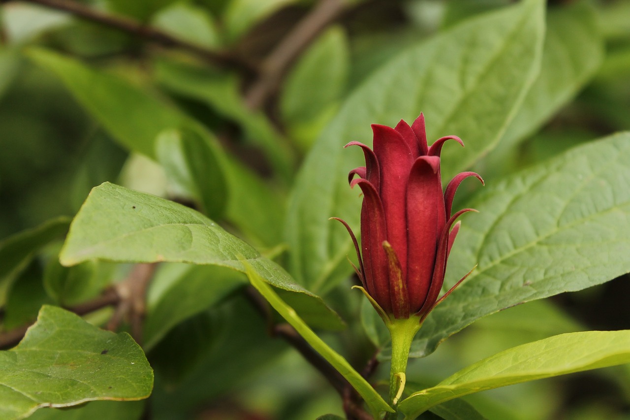 广州芳村花草鸟虫鱼批发市场在哪里（广州市花鸟鱼虫批发市场在哪里）