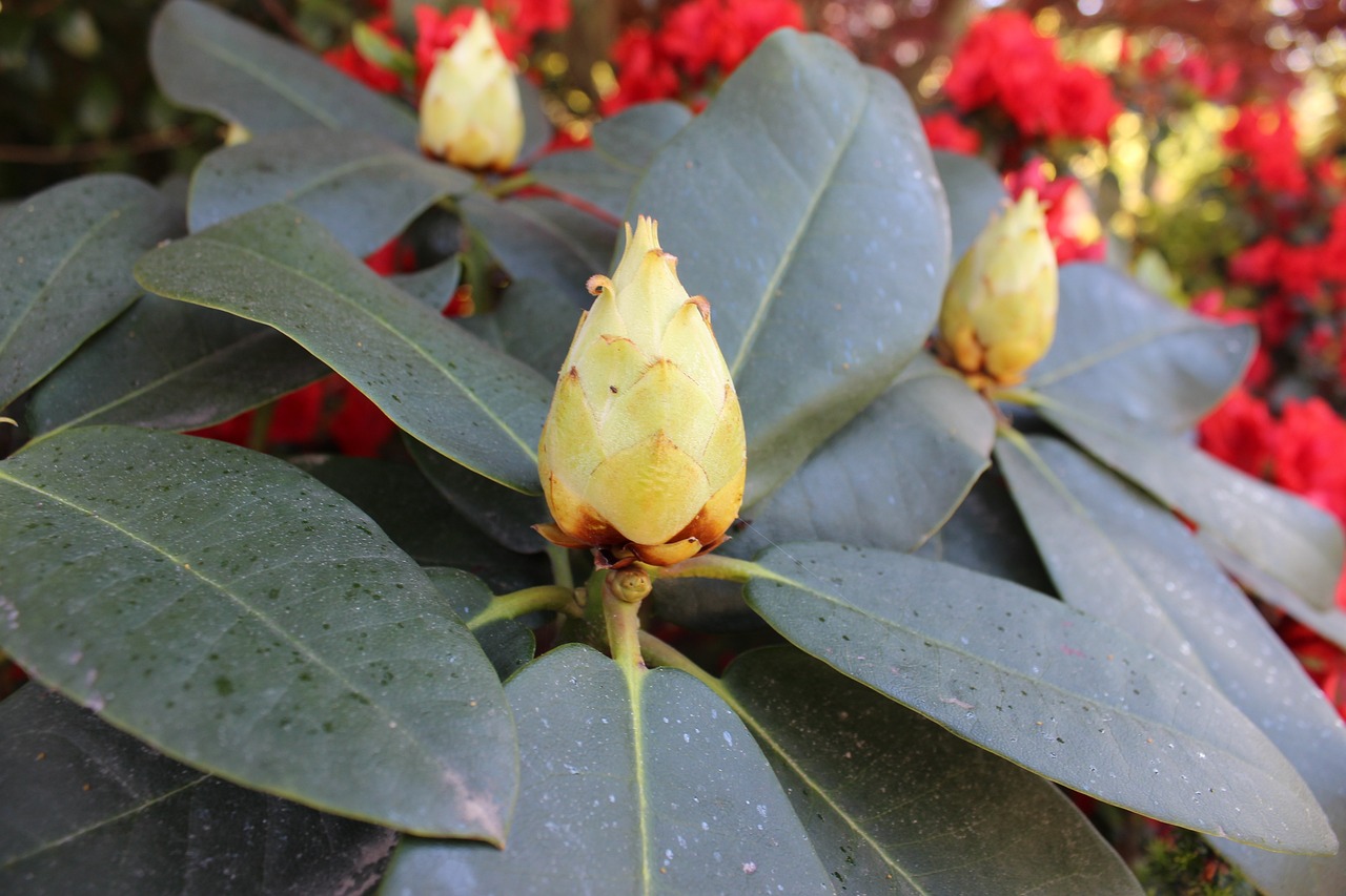 广州芳村花草鸟虫鱼批发市场在哪里（广州市花鸟鱼虫批发市场在哪里） 猪鼻龟 第4张