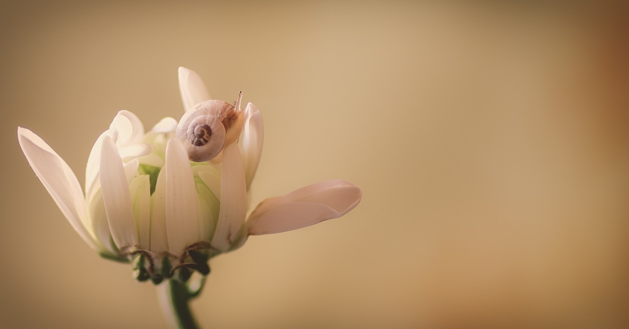 花瓣儿鱼的读后感（花瓣儿鱼的读后感300字）