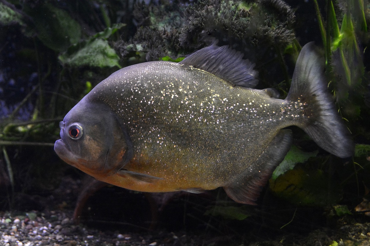 郑州鱼尔雅商贸有限公司 全国水族馆企业名录 第5张