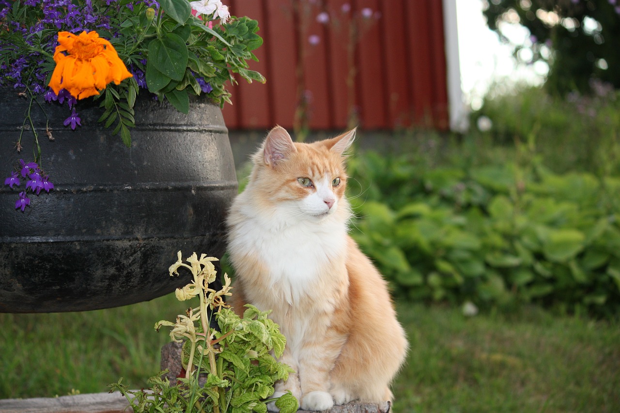 有鱼全价猫粮两个月能吃吗（有鱼全价猫粮两个月能吃吗） 飞凤鱼 第2张