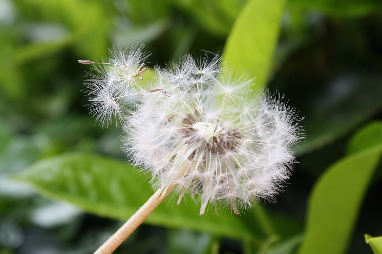 鱼缸里的白石子可以养花吗（白石子能放鱼缸里吗）