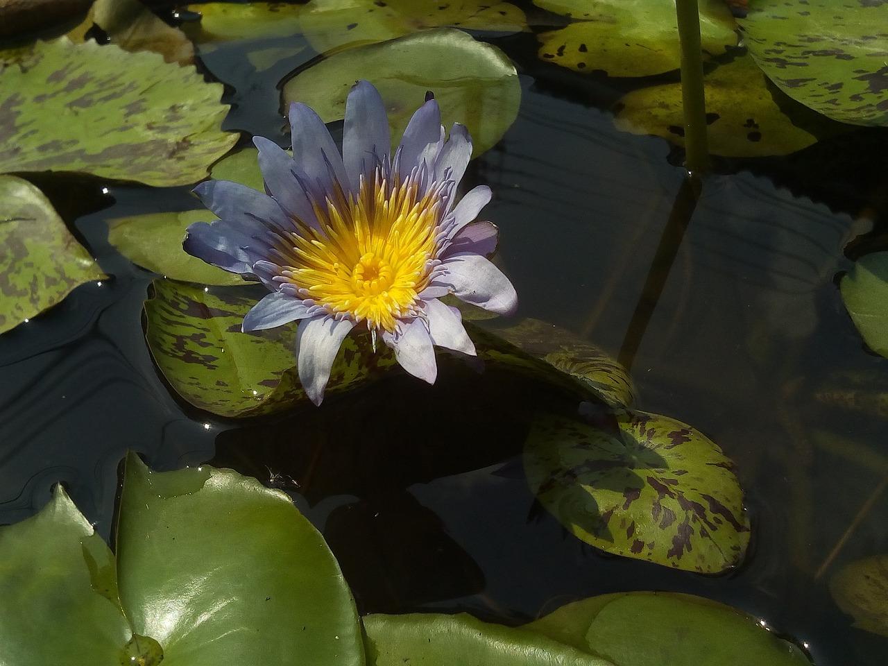 北京淼博森花卉城（北京淼博森花卉城营业时间） 全国水族馆企业名录 第4张