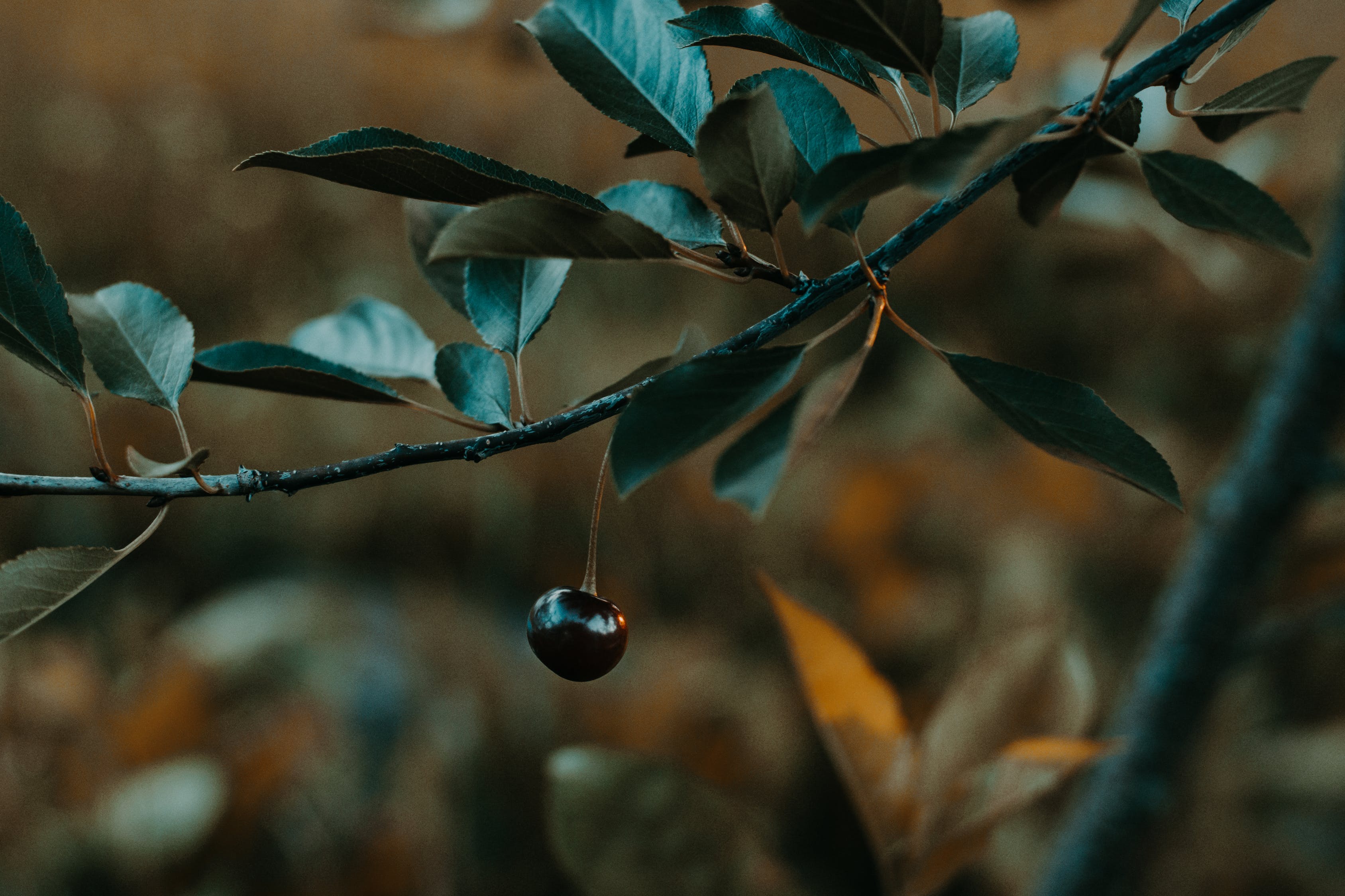 鱼缸沉木怎么造景，鱼缸造景教程初学者水草缸造景教程，三度空间水草造景教程 水草 第2张