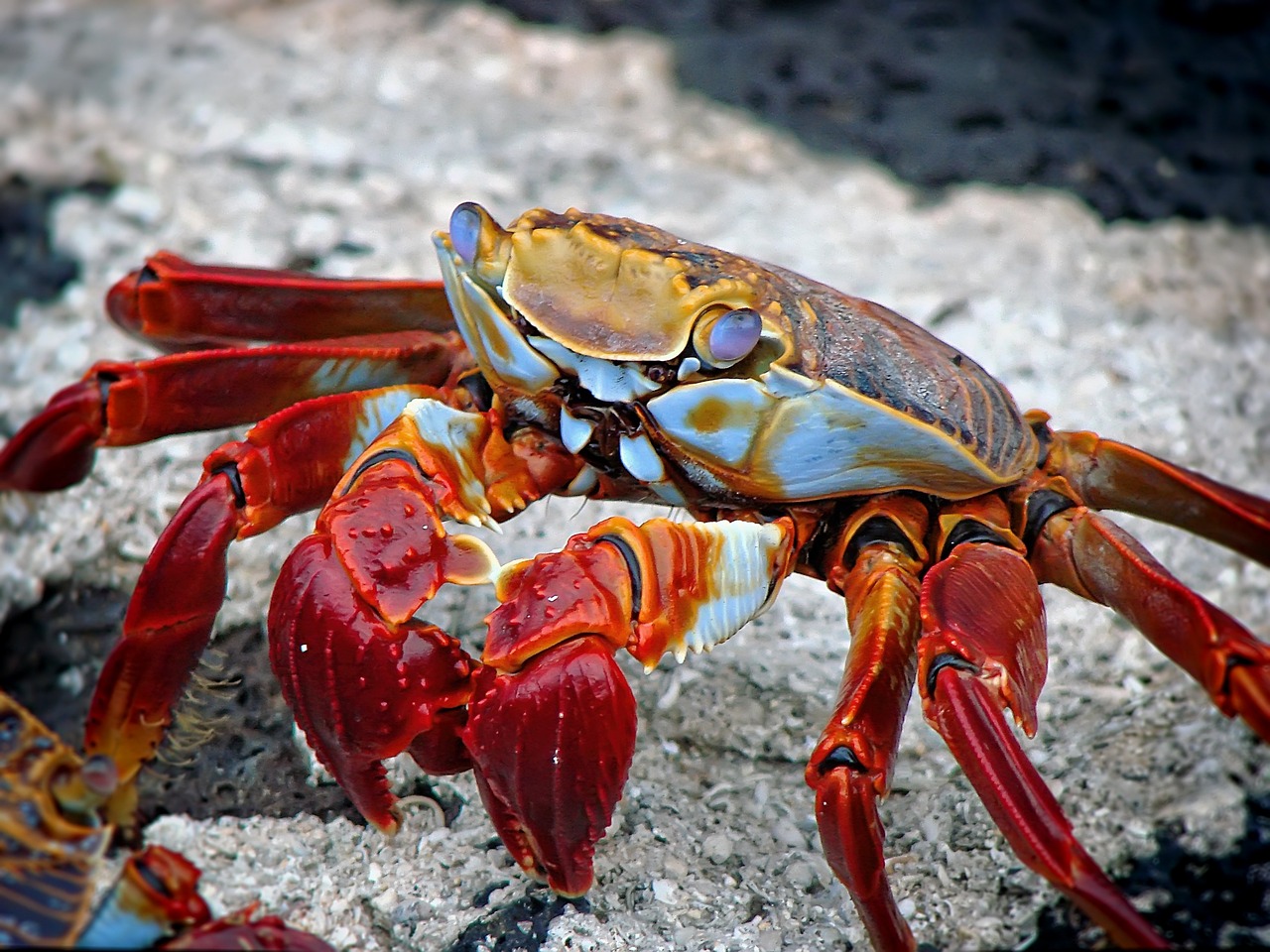 临沂市兰山区海汇海产品商行（临沂海汇食品） 全国水族馆企业名录 第3张