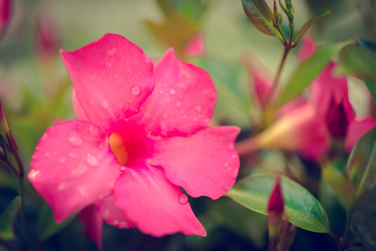 营口经济技术开发区靖崧花卉经销处（营口花卉基地）