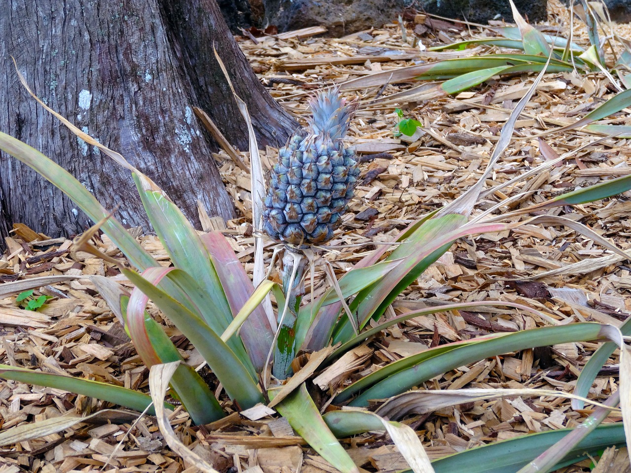 鱼缸里适合养什么植物（鱼缸里适合养什么植物和花）