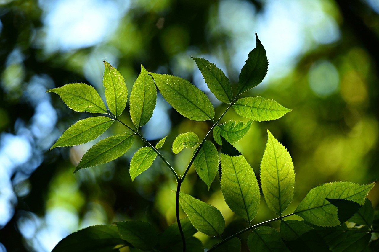 热带鱼缸养什么水草最好呢（热带鱼缸养什么水草最好呢图片） 水草 第1张