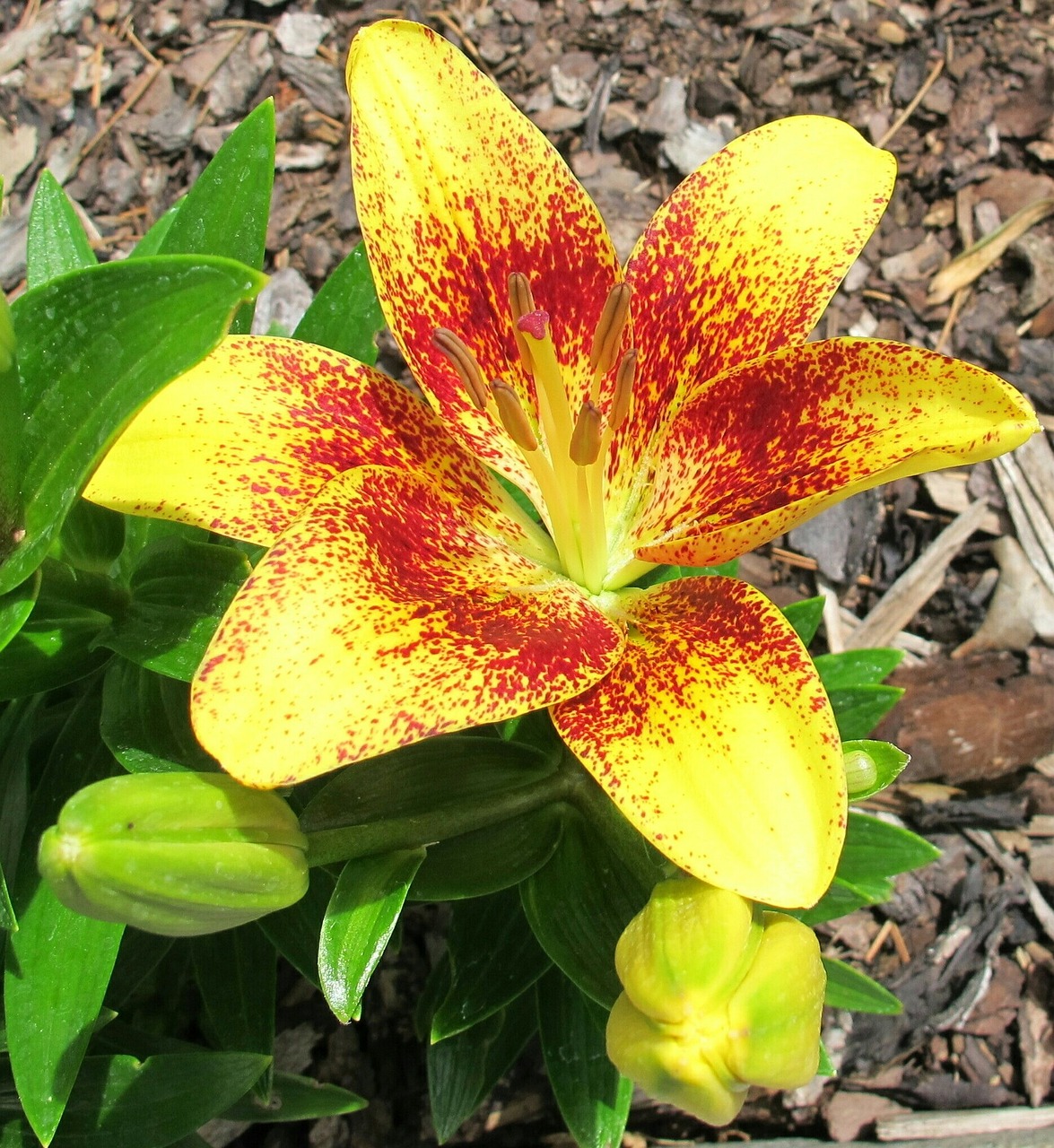 芝罘区金百合花屋（金百合鲜花店怎么样）