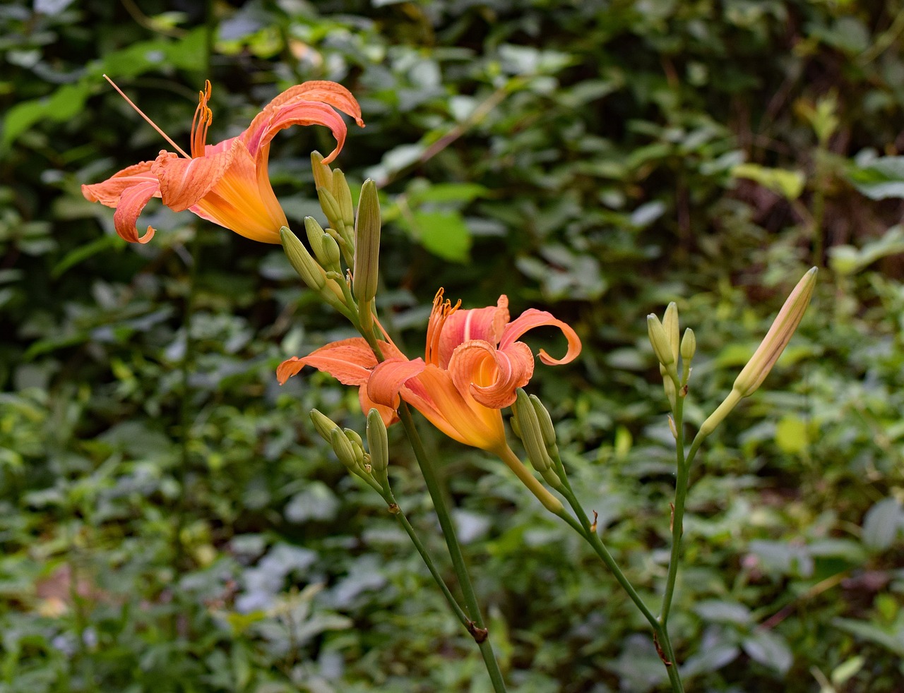 芝罘区金百合花屋（金百合鲜花店怎么样） 全国水族馆企业名录 第3张